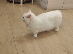 -Let's go狗咖·猫咖·奶狗·桌游(春熙路IFS店)