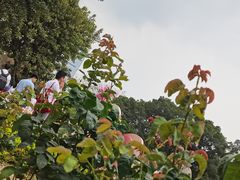 -人民公园(罗湖区)