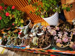 -四姑娘山阿巴郎·藏式花园餐厅