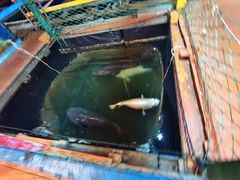 -蓝湾碧波·老字号·疍家非遗海上餐厅
