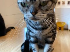 -有喵·猫咖·狗咖·30几只猫10只小狗(岗厦店)