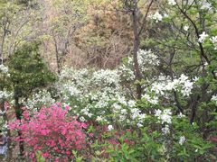 -木兰云雾山