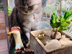 -海边的猫和咖啡馆