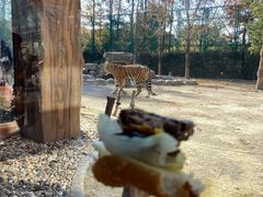 -上海野生动物园老虎餐厅