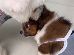 -乐琪宠物医院·犬猫专科·骨外科·急重症