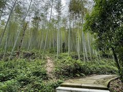 -东明山森林公园