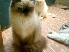 -猫咪博物馆(顶澳仔猫街店)