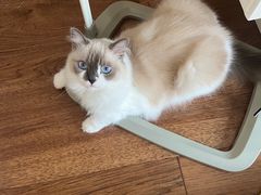 -伟伟宠物医院·瑞派猫友好医院·猫科(光谷店)