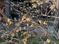 -国家植物园南园