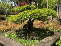 -桂湖森林公园