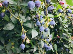 -金谷域澳洲庄园