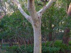 -徐家汇源景区-衡山公园