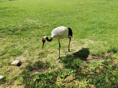 -沈阳鸟岛