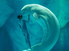 -上海海昌海洋公园