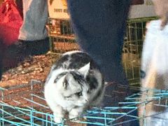 -中环花鸟鱼虫市场