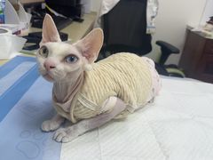 -美联众合动物医院·24h转诊中心