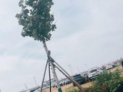 -日照海滨国家森林公园
