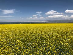 -青海湖国家重点风景名胜区