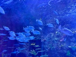 -Zoolung Zoolung动物主题公园(海信广场店)