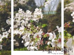 -武汉大学-樱园