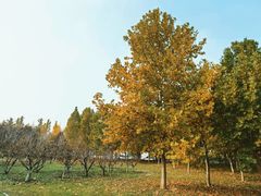 -西安浐灞国家湿地公园