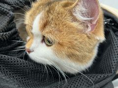 -四月宠物医院·猫专科·心脏专科·内科(转塘店)