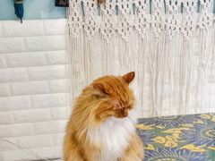 -平行世界·猫咖(首经贸店)