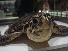 -青岛贝壳博物馆