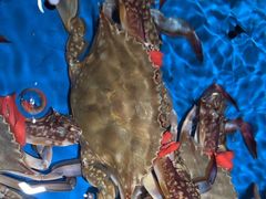 -徐记海鲜(南油永新汇店)