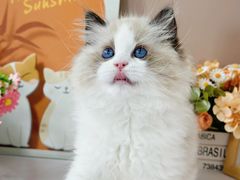 -小猫来了·猫舍(红山六九七九店)