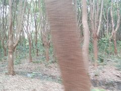 -同里国家湿地公园