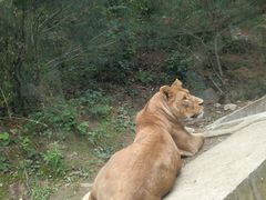 -栾川竹海野生动物园