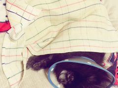 -瑞鹏宠物医院·爱宠堂·骨外专科(西荷分院)