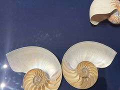 -青岛贝壳博物馆