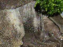 -凤来栖·净庭院·火锅(欧尚店)