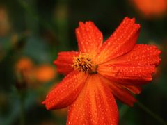 -上海吴淞炮台湾国家湿地公园