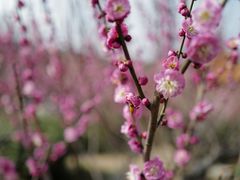 -雨花胜境