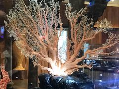 -绮丽珊瑚(台北101旗舰门市店)