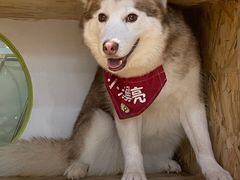 -Husky Go! 哈士奇体验馆·宠物咖啡厅狗咖