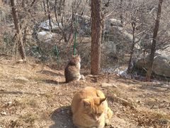 -崂山巨峰游览区