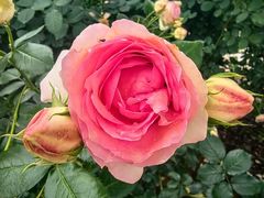 -都江堰玫瑰花溪谷