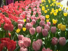 -洛阳郁金香牡丹园