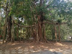-中国科学院西双版纳热带植物园