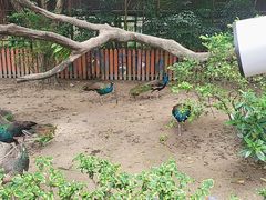 -广州长隆飞鸟乐园