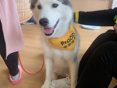 -Husky Go! 哈士奇体验馆·宠物咖啡厅狗咖