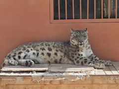 -青藏高原野生动物园