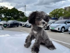 -翊宠yipet猫狗购宠庄园犬舍•猫舍