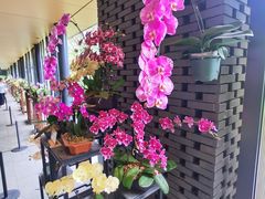 -云溪植物园