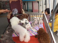 -中环花鸟鱼虫市场