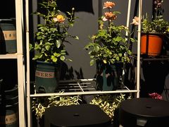 -Primo·丽莫意大利窑烤披萨